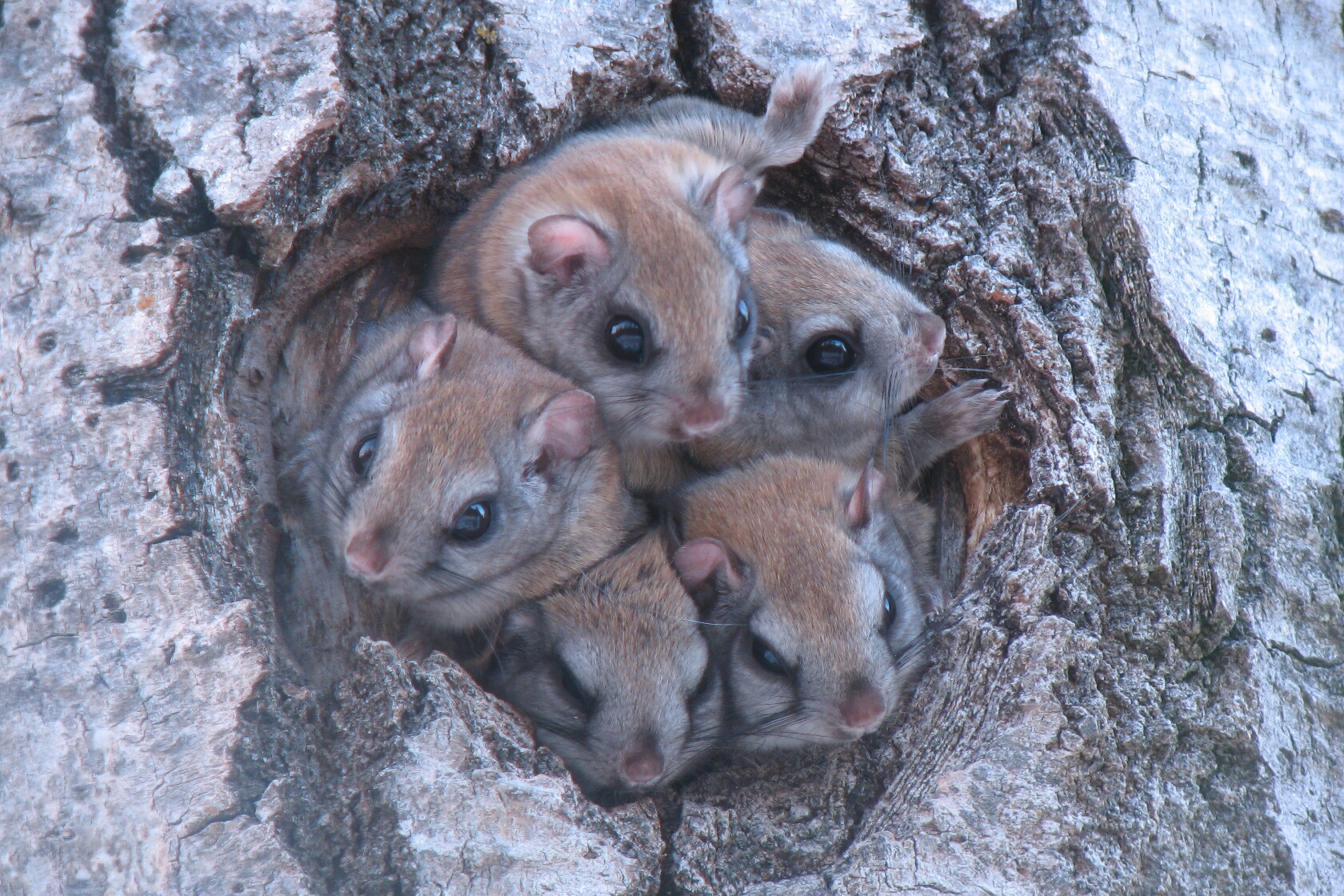 As climate warms, northern flying squirrels are moving out of the Northland